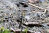 Gomphus pulchellus